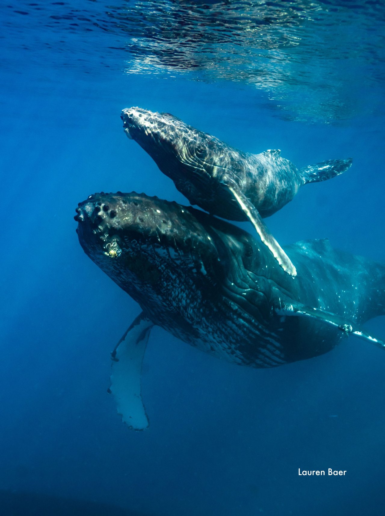 Una ballena jorobada junto a su cría en la libertad del océano.