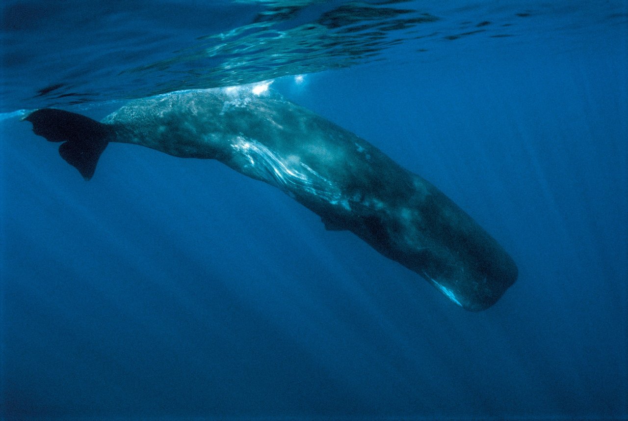 Primer plano de un cachalote adulto sumergido (Physeter macrocephalus). Tenerife, Islas Canarias. Imagen de Sergio Hanquet