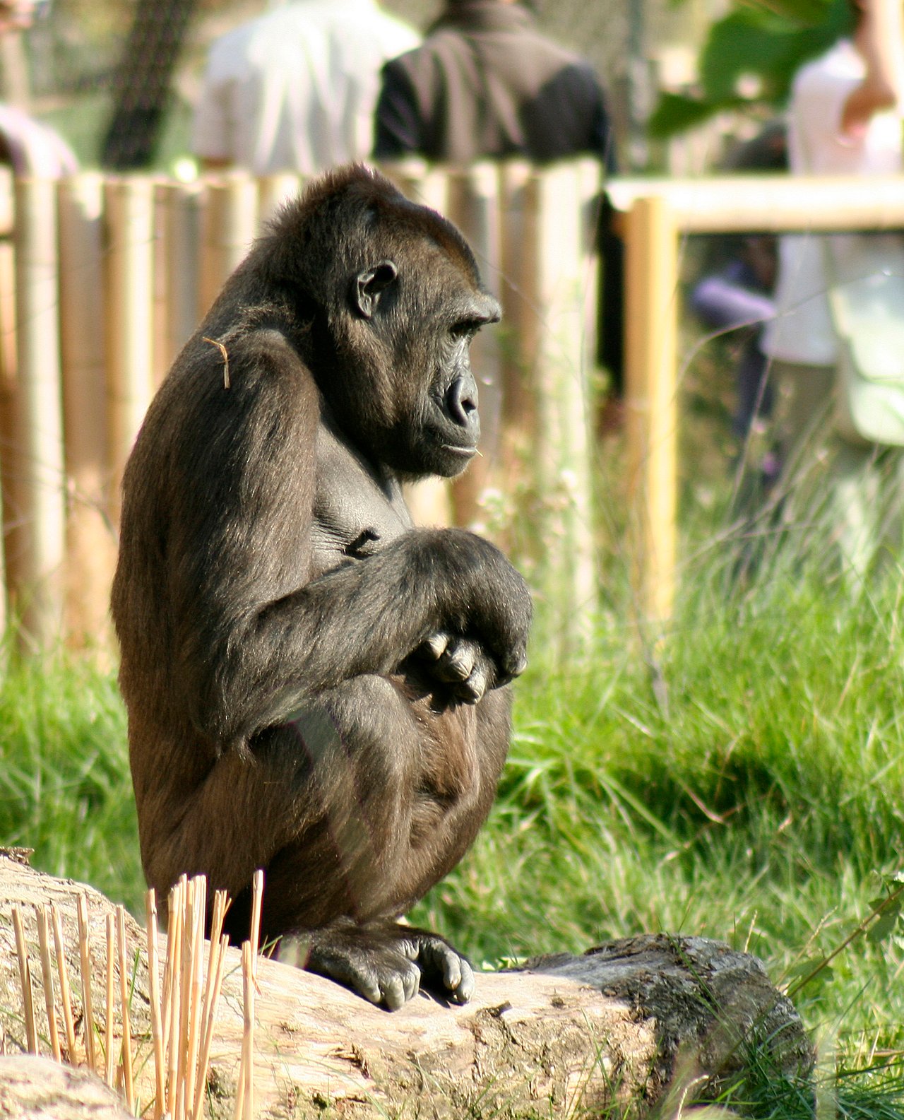 Una gorila en el recinto Gorilla Kingdom del Zoológico de Londres.