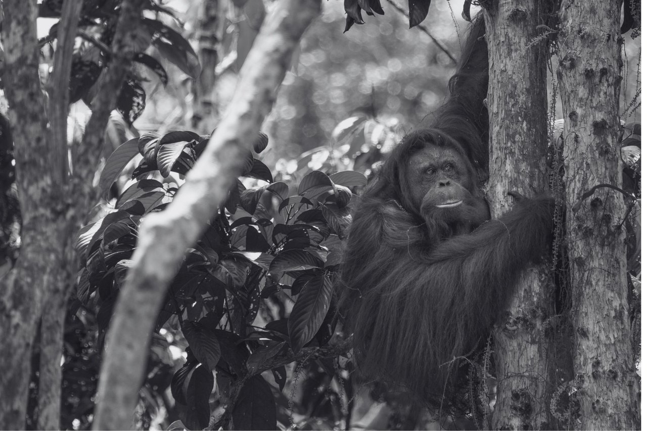 Orangután en un santuario en Borneo.