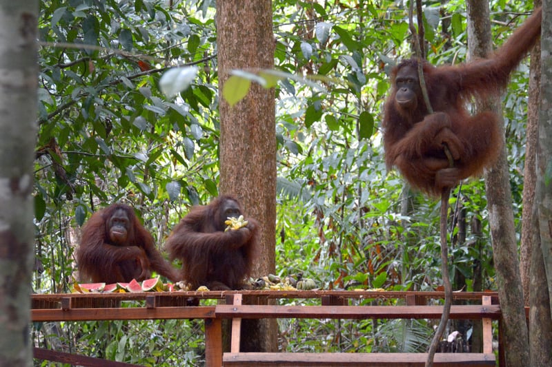 Un grupo de orangutanes en rehabilitación en un santuario en Borneo.