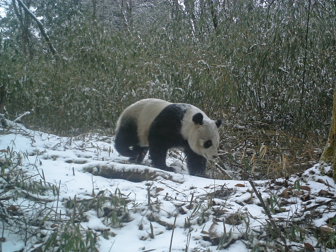 Un panda libre en la naturaleza captado por una cámara trampa.