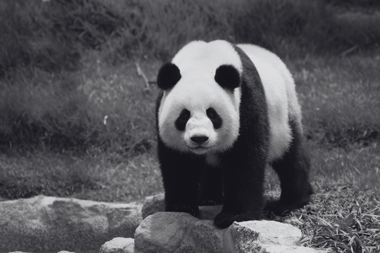 Un panda libre en la naturaleza.