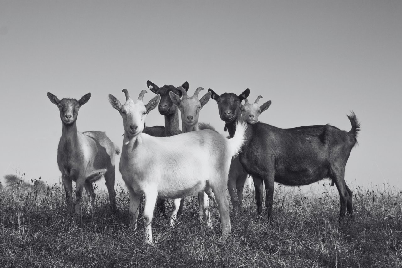 Cabras disfrutan del verano jugando juntas. Las cabras son seres sintientes que merecen protección