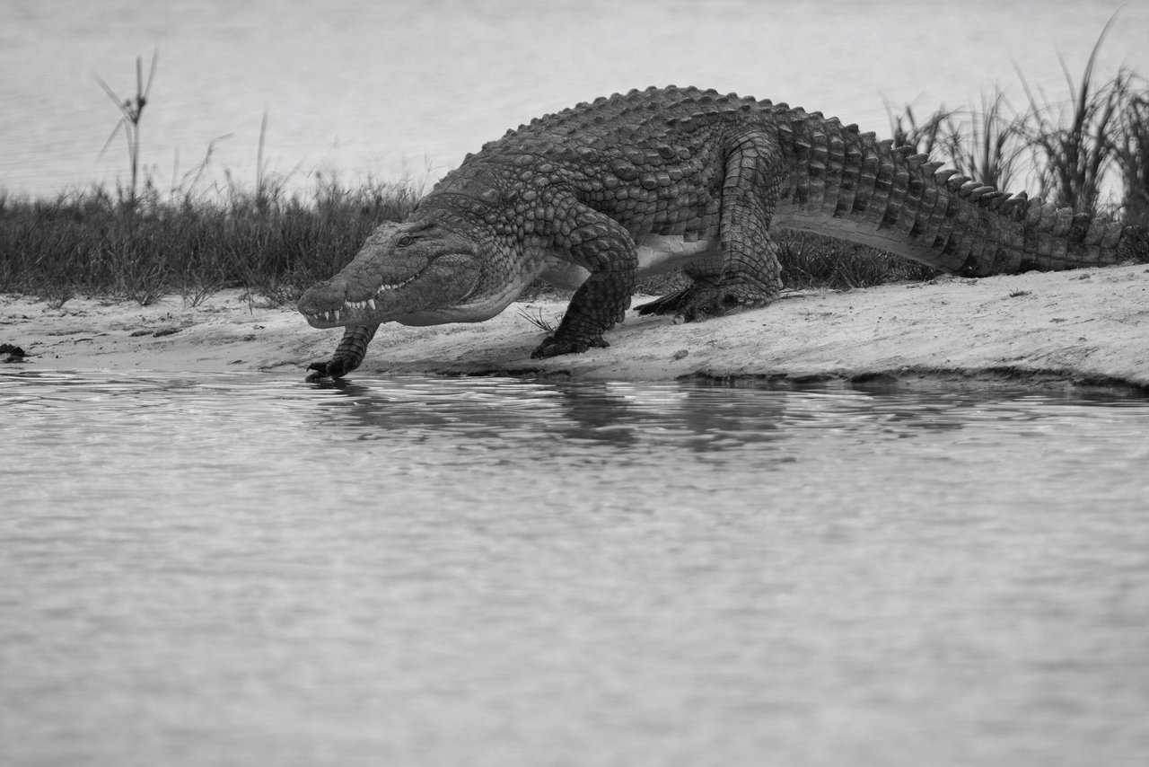 Un cocodrilo silvestre en el Parque Nacional Hwange, Zimbabwe - World Animal Protection / Aaron Gekoski