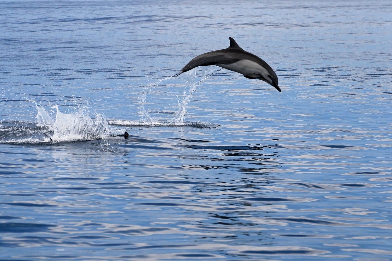 Un delfín en libertad nada sobre las aguas del océano en Costa Rica.