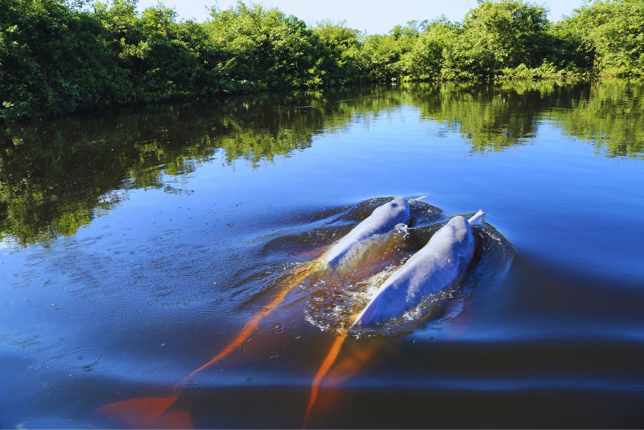 Dos delfine rosados nadan juntos en el Amazonas.