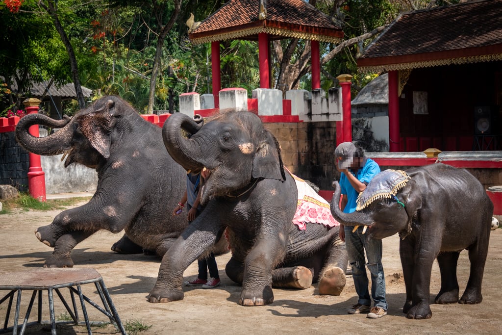 Dumbo, un elefante bebé explotando en Tailandia.