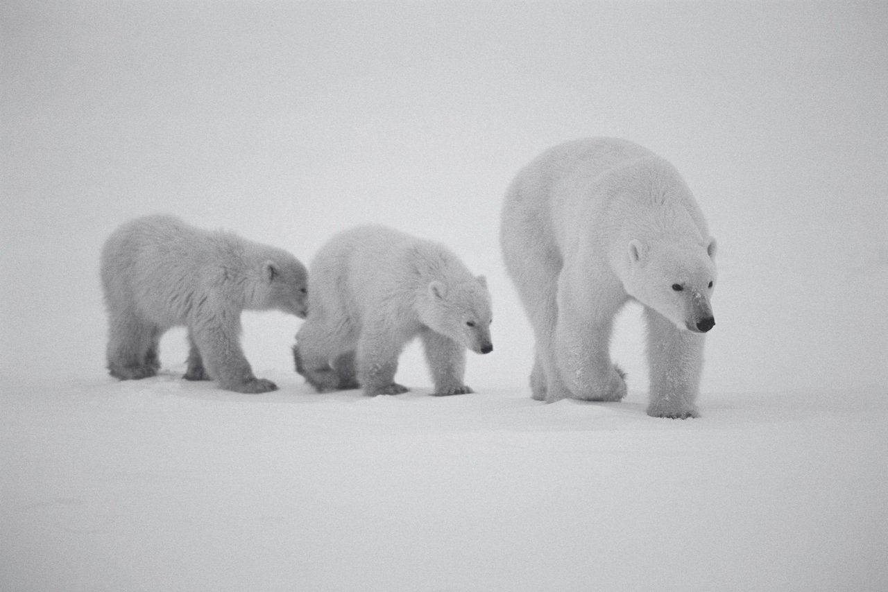 Una madre oso polar junto a sus crías