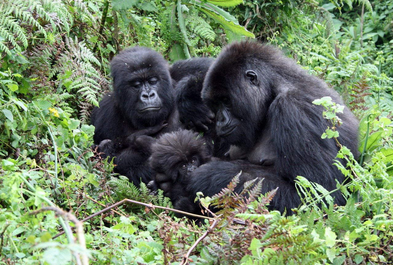 Una familia de gorilas en la naturaleza - Ruanda.