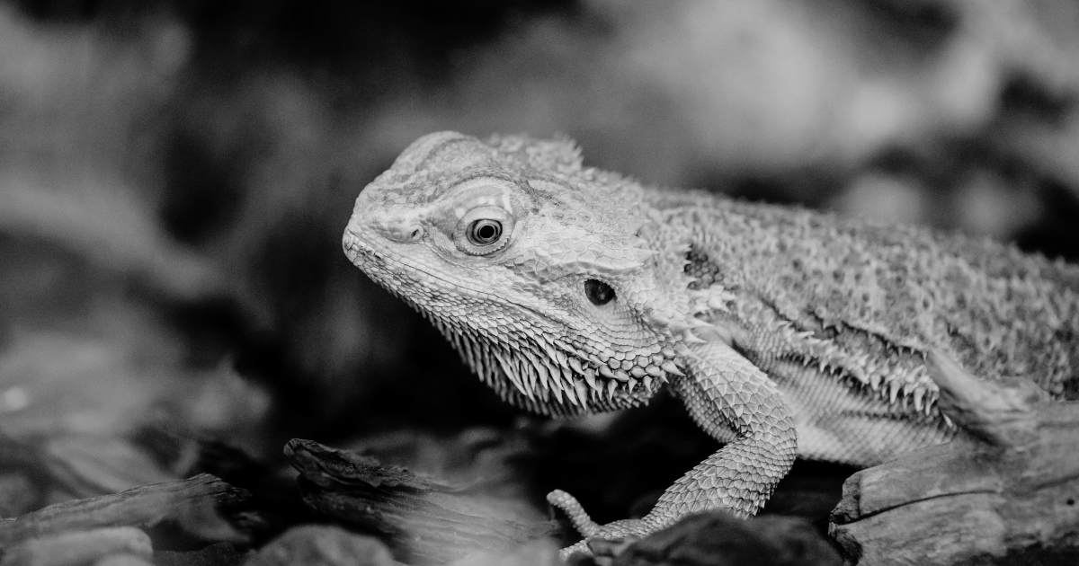 una iguana cautiva en un terrario