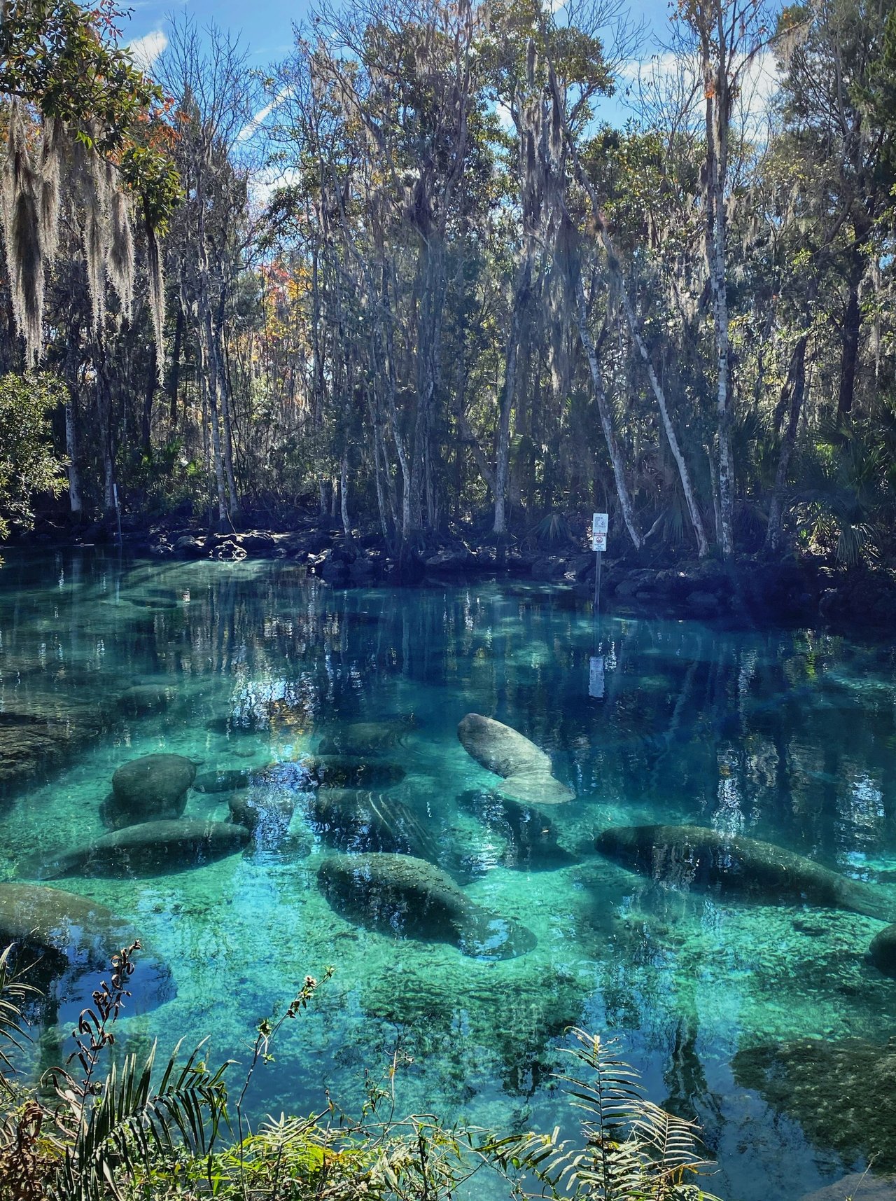 Un grupo de manatíes juntos en su hábitat en Florida.