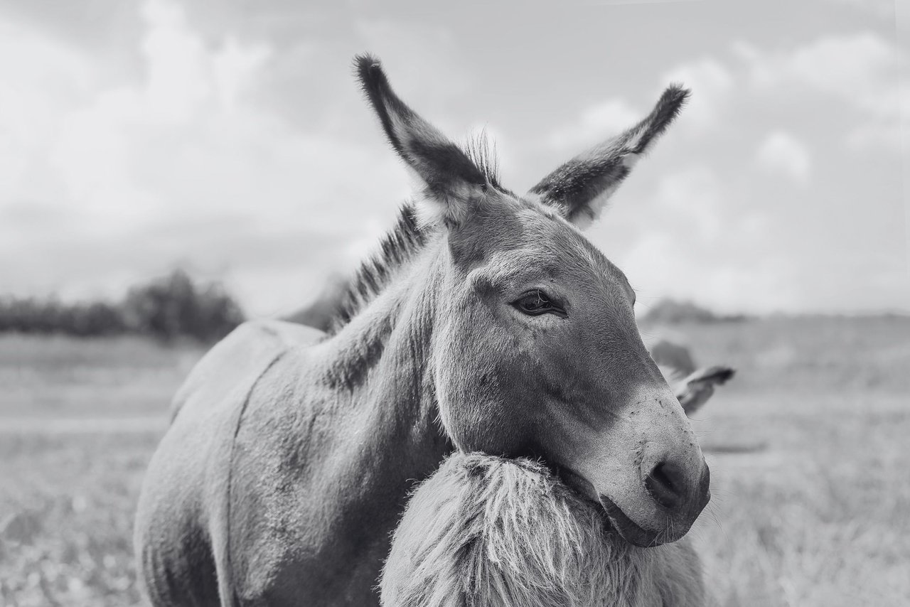 Un burro pone su cabeza en el lomo de otro animal en un santuario de animales.