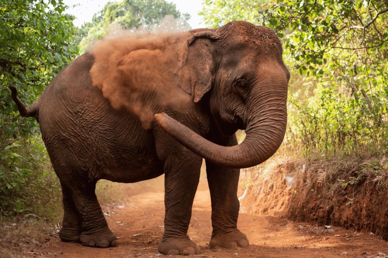 Una elefante rescatada en Elephant Valley Project, Camboya.