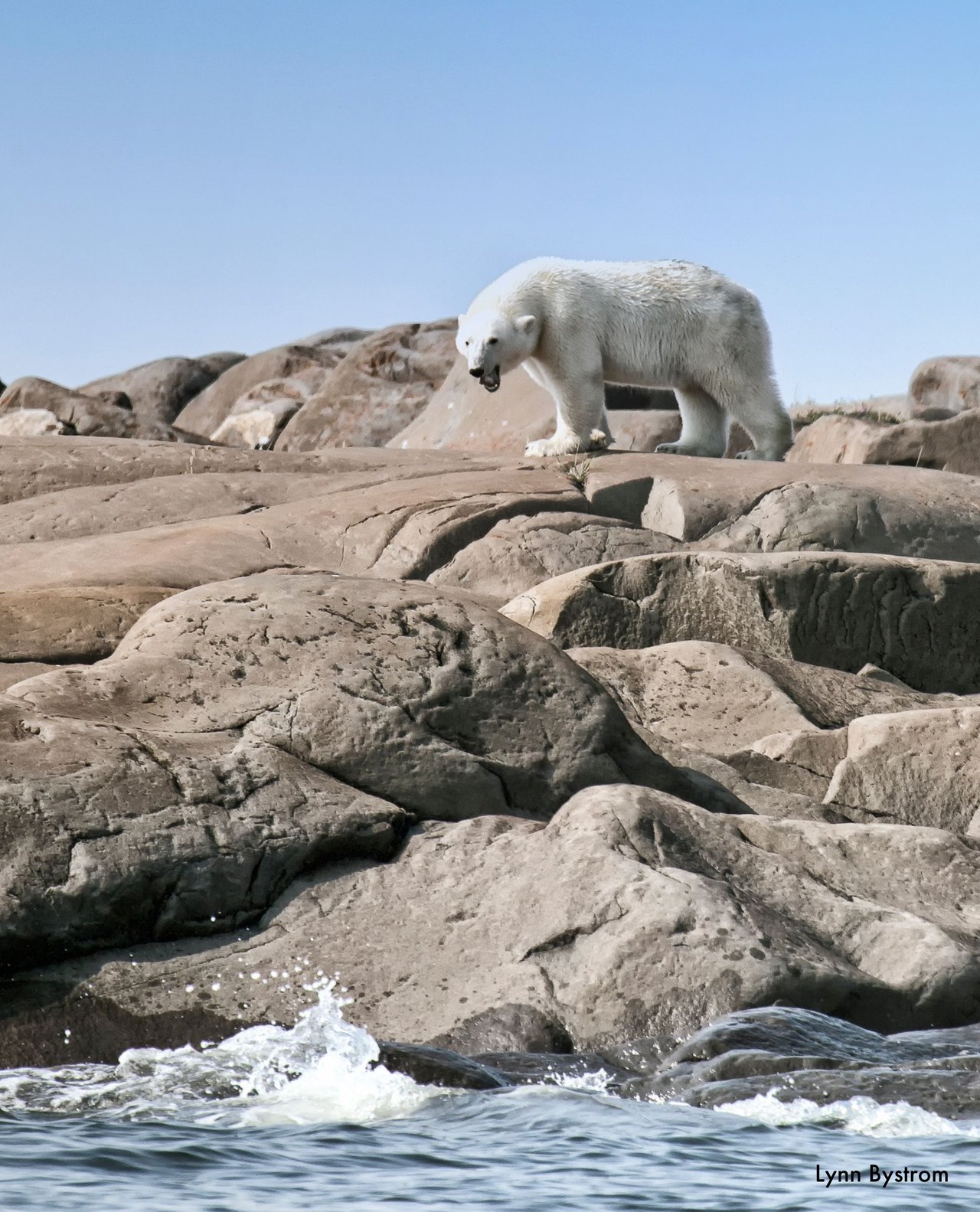 Un oso polar en la tundra en Manitoba, Canadá.