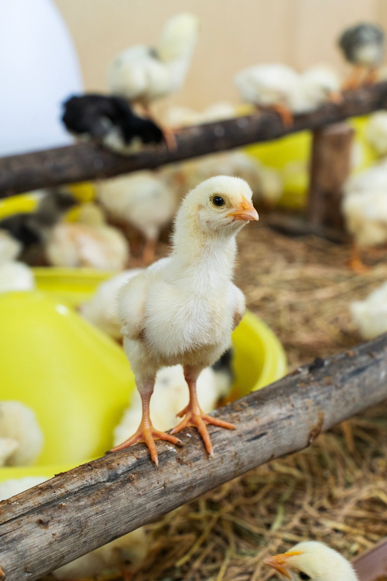 Un pollo en una granja de alto bienestar en Tailandia. Los pollos son seres sintientes.