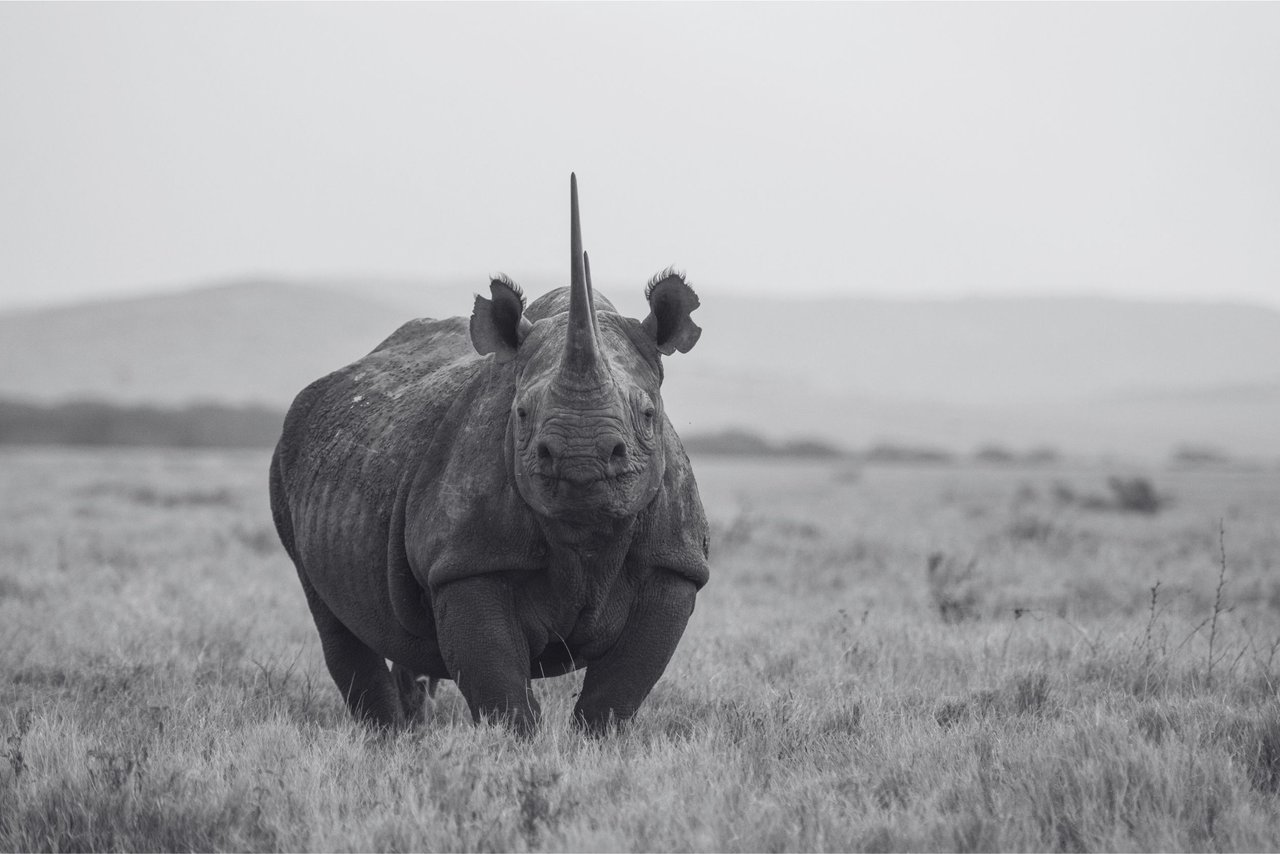 Un rinoceronte negro africano en libertad.