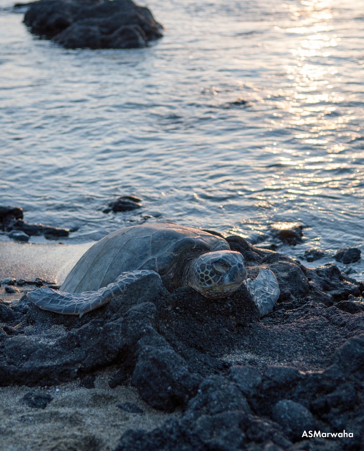 Una tortuga marina descansa en una playa rocosa de Hawaii