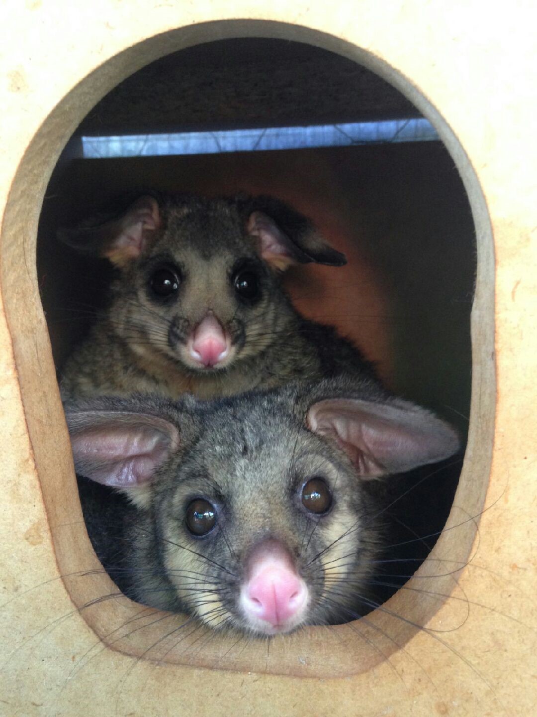 Una madre zarigüeya y su bebé en un refugio en Australia.