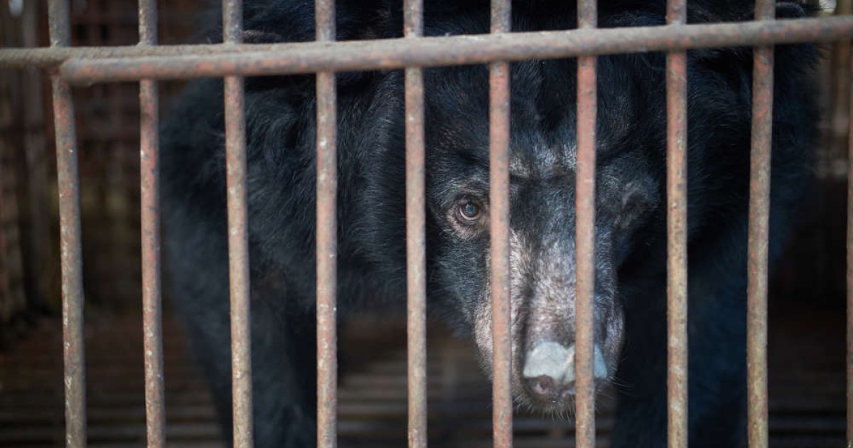 Bear bile farm photograph by Danny Bach