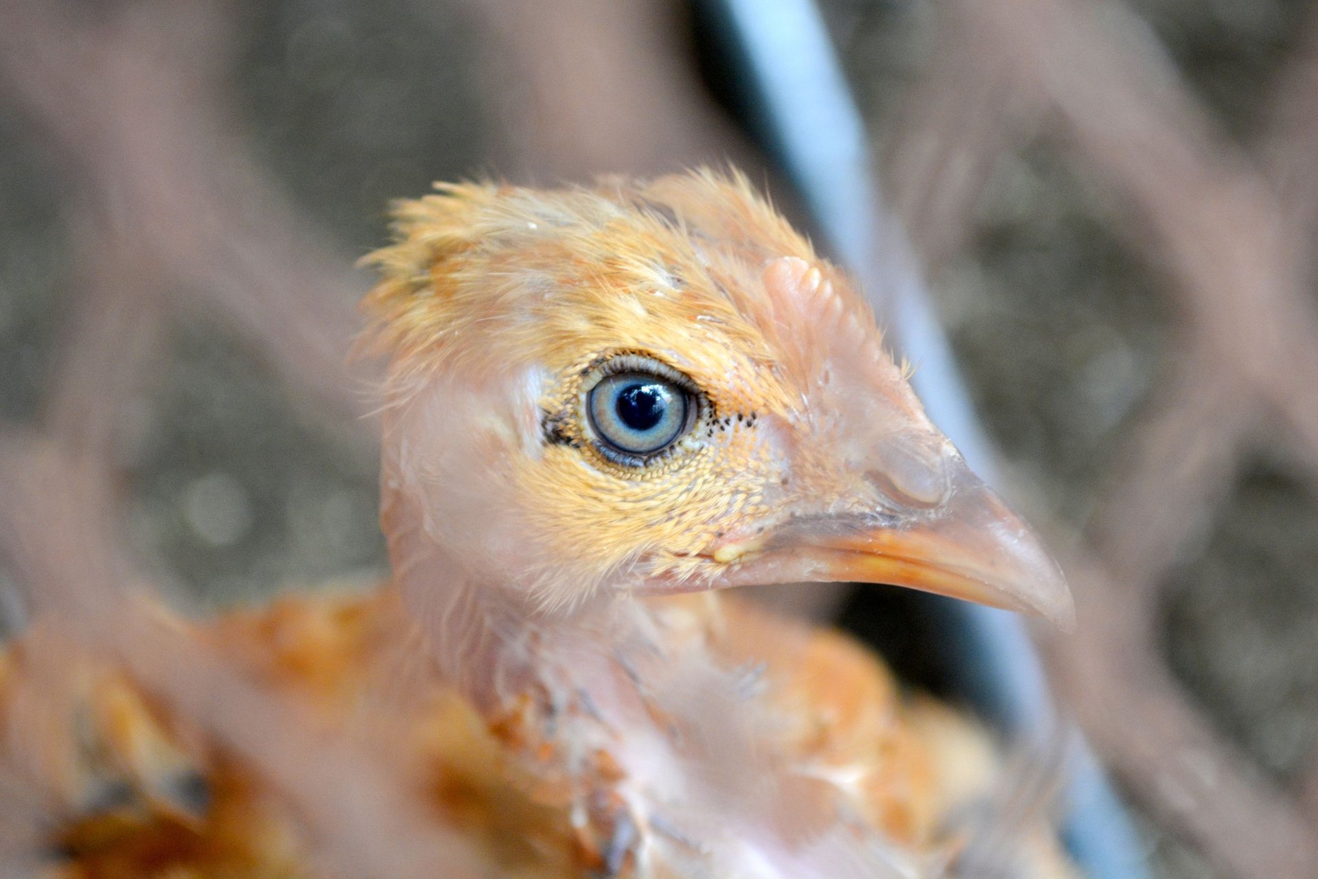 Un pollo mira con curiosidad a través de una jaula. Los pollos son seres sintientes.