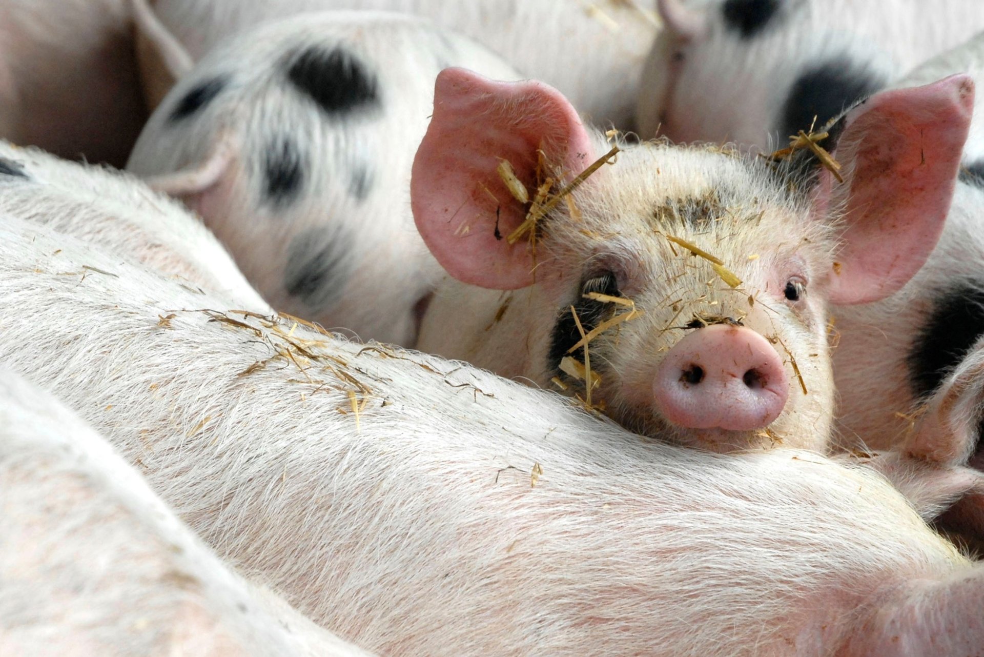 En la granja Food Animal Initiative (FAI) en Wytham, Reino Unido, las cerdas se alojan en grupos de cinco, que seleccionan por sí mismas su propia zona de parto. A los lechones no se les cortan los dientes ni se les corta la cola, una práctica agrícola "estándar", pero al mantenerlos en un entorno más natural y proporcionándoles una dieta compuesta de forraje y cereales, pueden exhibir un comportamiento porcino normal, mantenerse ocupados y tener menos ganas de competir entre sí.