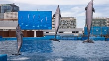 Performing dolphin at Oceanogràfic de Valencia