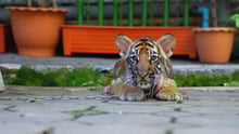 En la imagen un cachorro de tigre separado de su madre para ser usado en fotos turísticas