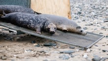Focas rescatadas de redes fantasmas vuelven a su hábitat natural