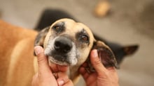 8.000 animales son alimentados en Costa Rica después de fuertes inundaciones en el 2010 