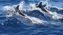 Wild dolphins