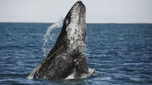 A juvenile Gray whale ist entangled in a lobster trap line off the coast of Mexico