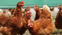 Gallinas libres de jaulas