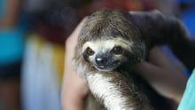 Sloth selfies: how we discovered the true impact 