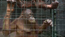 Horror em Bali: investigação mostra que todas atrações turísticas são cruéis com animais silvestres    