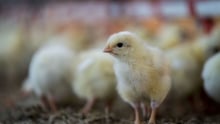 chicks on a farm, change for chickens