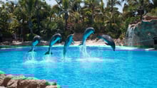 Dolphins in captivity