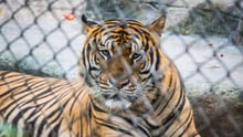 tigre