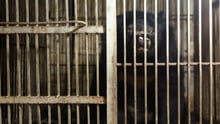 A bear in Vietnam behind cage bars. This bear was rescued by World Animal Protection and Animals Asia.