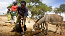 Protección Animal Mundial destaca el rol de proteger a los animales en respuesta eficaz hacia los desastres 