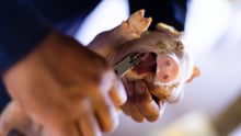 A farm worker clips the teeth of a piglet 72 hours after he was born - World Animal Protection - Raise Pigs Right