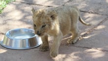 Cachorro de tigre enfermo y abrumado