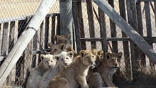 Cachorros de león en una granja de cría comercial en Sudáfrica - World Animal Protection