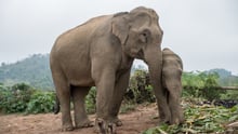 elephant_laos_800x534_1020853