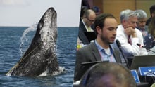 Baleia no mar com corda presa ao redor do corpo e, ao lado, foto de João Almeida, da Proteção Animal Mundial, falando durante a IWC 67