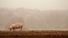 Cerdo World Animal Protection