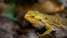 Una iguana cautiva en un terrario.