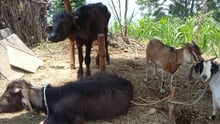 Animales afectados tras el terremoto de Nepal 