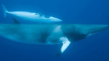 Japan’s commercial whaling out of step with this century