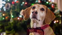 Protege a tu mascota de los accidentes con adornos navideños